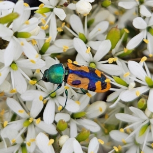 Castiarina scalaris at QPRC LGA - 20 Jan 2024