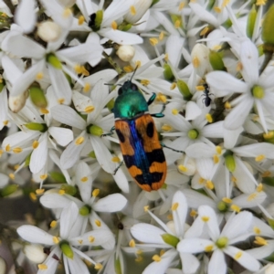 Castiarina scalaris at QPRC LGA - 20 Jan 2024