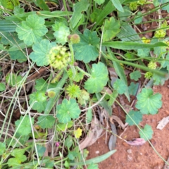 Hydrocotyle laxiflora at Mount Majura - 20 Jan 2024