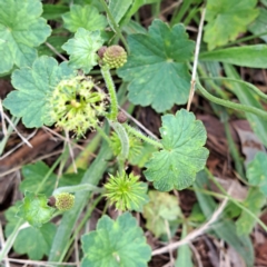 Hydrocotyle laxiflora at Mount Majura - 20 Jan 2024