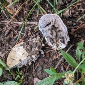 Scleroderma sp. at Giralang, ACT - 9 Jan 2024