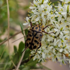 Neorrhina punctata (Spotted flower chafer) at QPRC LGA - 20 Jan 2024 by MatthewFrawley