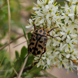 Neorrhina punctata at QPRC LGA - 20 Jan 2024