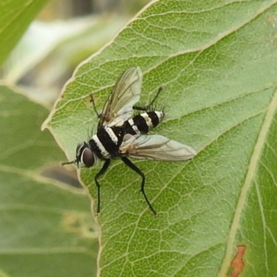 Trigonospila sp. (genus) (A Bristle Fly) at McQuoids Hill - 20 Jan 2024 by HelenCross