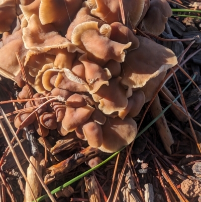 Unverified Fungus at Giralang, ACT - 18 Jan 2024 by AlexGM