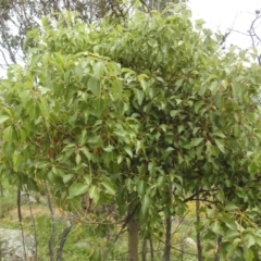 Brachychiton populneus subsp. populneus (Kurrajong) at Kambah, ACT - 20 Jan 2024 by HelenCross