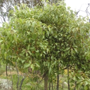 Brachychiton populneus subsp. populneus at McQuoids Hill - 20 Jan 2024