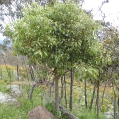 Brachychiton populneus subsp. populneus at McQuoids Hill - 20 Jan 2024