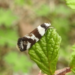 Isomoralla eriscota (A concealer moth) at McQuoids Hill - 20 Jan 2024 by HelenCross