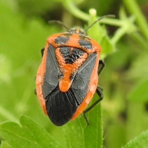 Agonoscelis rutila at McQuoids Hill - 20 Jan 2024