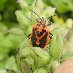 Agonoscelis rutila at McQuoids Hill - 20 Jan 2024 12:05 PM