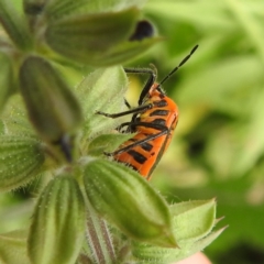 Agonoscelis rutila at McQuoids Hill - 20 Jan 2024 12:05 PM