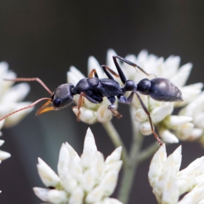 Myrmecia sp. (genus) (Bull ant or Jack Jumper) at Glen Allen, NSW - 17 Jan 2024 by AlisonMilton
