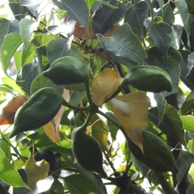 Brachychiton populneus subsp. populneus (Kurrajong) at McQuoids Hill - 20 Jan 2024 by HelenCross