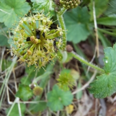 Unverified at suppressed - suppressed