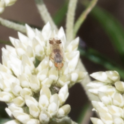 Trupanea (genus) (Fruit fly or seed fly) at Glen Allen, NSW - 17 Jan 2024 by AlisonMilton