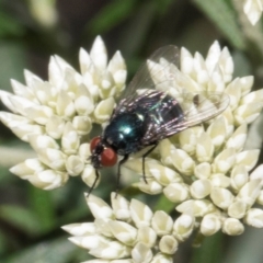 Unverified True fly (Diptera) at Glen Allen, NSW - 18 Jan 2024 by AlisonMilton