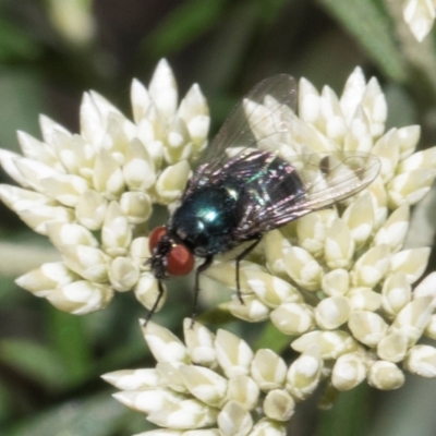 Unverified True fly (Diptera) at Glen Allen, NSW - 18 Jan 2024 by AlisonMilton