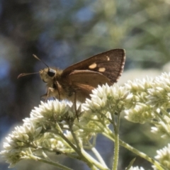 Timoconia flammeata (Bright Shield-skipper) at Glen Allen, NSW - 17 Jan 2024 by AlisonMilton