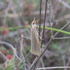 Hednota bivittella (A Crambid moth (Crambinae) at QPRC LGA - 20 Jan 2024 by MatthewFrawley