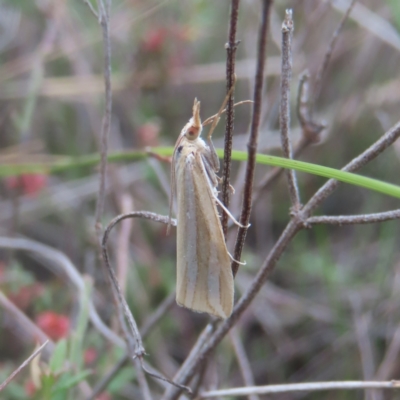 Hednota bivittella (A Crambid moth (Crambinae) at QPRC LGA - 20 Jan 2024 by MatthewFrawley