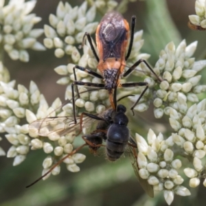 Gminatus australis at Glen Allen, NSW - 18 Jan 2024