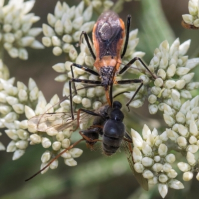 Gminatus australis (Orange assassin bug) at Glen Allen, NSW - 17 Jan 2024 by AlisonMilton