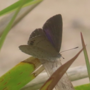 Erina hyacinthina at QPRC LGA - 20 Jan 2024