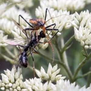 Myrmecia sp. (genus) at Glen Allen, NSW - 18 Jan 2024