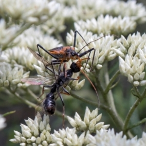 Myrmecia sp. (genus) at Glen Allen, NSW - 18 Jan 2024 10:25 AM