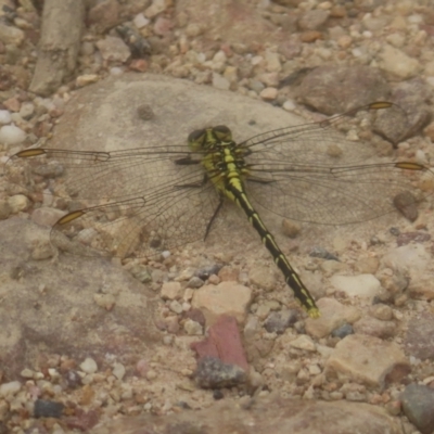 Austrogomphus guerini (Yellow-striped Hunter) at Bombay, NSW - 20 Jan 2024 by MatthewFrawley