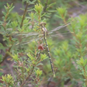 Austrogomphus guerini at QPRC LGA - 20 Jan 2024