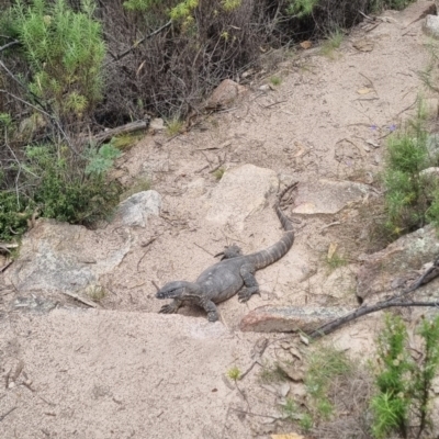 Varanus rosenbergi (Heath or Rosenberg's Monitor) at Tharwa, ACT - 20 Jan 2024 by Rothinoz