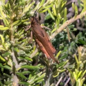 Goniaea opomaloides at Glen Allen, NSW - 18 Jan 2024 10:37 AM