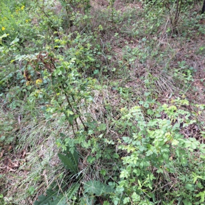 Rosa rubiginosa (Sweet Briar, Eglantine) at Mount Majura - 19 Jan 2024 by abread111