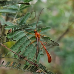 Ichneumonidae (family) (Unidentified ichneumon wasp) at QPRC LGA - 20 Jan 2024 by MatthewFrawley