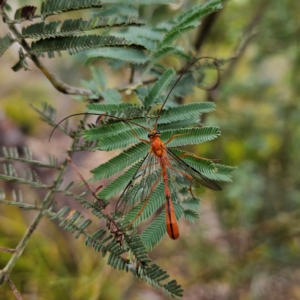 Ichneumonidae (family) at QPRC LGA - 20 Jan 2024