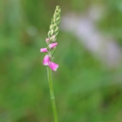 Spiranthes australis (Austral Ladies Tresses) at QPRC LGA - 20 Jan 2024 by LisaH