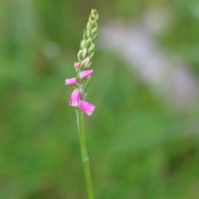 Spiranthes australis (Austral Ladies Tresses) at Mongarlowe River - 20 Jan 2024 by LisaH