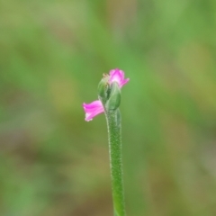 Spiranthes australis at QPRC LGA - suppressed