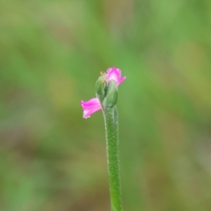 Spiranthes australis at QPRC LGA - suppressed