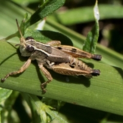 Phaulacridium vittatum (Wingless Grasshopper) at Glen Allen, NSW - 17 Jan 2024 by AlisonMilton