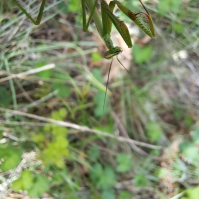 Pseudomantis albofimbriata (False garden mantis) at Watson, ACT - 19 Jan 2024 by abread111