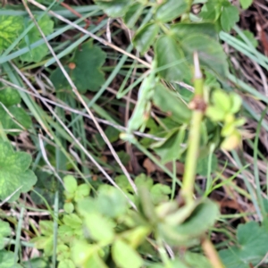 Pseudomantis albofimbriata at Mount Majura - 20 Jan 2024