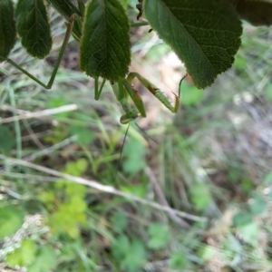 Pseudomantis albofimbriata at Mount Majura - 20 Jan 2024