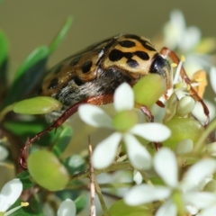 Neorrhina punctata (Spotted flower chafer) at Mongarlowe River - 20 Jan 2024 by LisaH