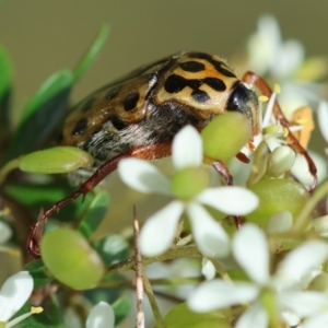 Neorrhina punctatum at QPRC LGA - suppressed