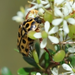 Neorrhina punctatum at QPRC LGA - suppressed