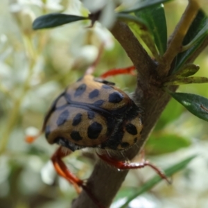 Neorrhina punctatum at QPRC LGA - suppressed