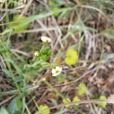 Hackelia suaveolens (Sweet Hounds Tongue) at Mount Majura - 19 Jan 2024 by abread111